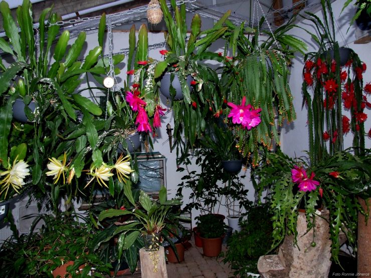 Bild från växthuset